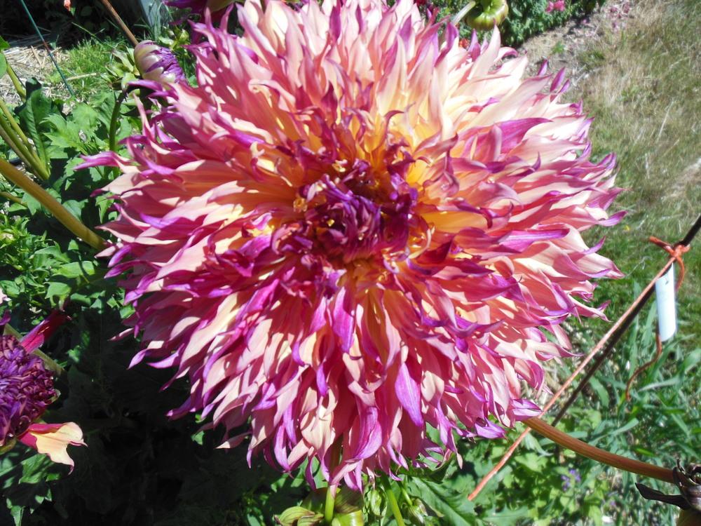 Photo of Dahlia 'Myrtle's Folly' uploaded by CLC70