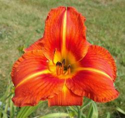 Thumb of 2016-07-29/DogsNDaylilies/5f71ee