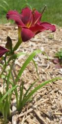 Thumb of 2016-07-29/DogsNDaylilies/847f24