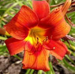 Thumb of 2016-07-29/DogsNDaylilies/c8368c