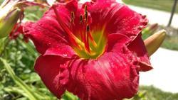 Thumb of 2016-07-29/DogsNDaylilies/ee4100
