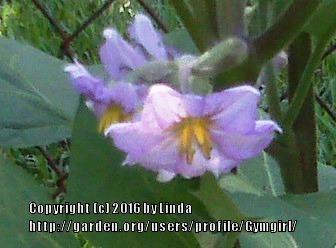 Photo of Eggplant (Solanum melongena 'Beatrice') uploaded by Gymgirl