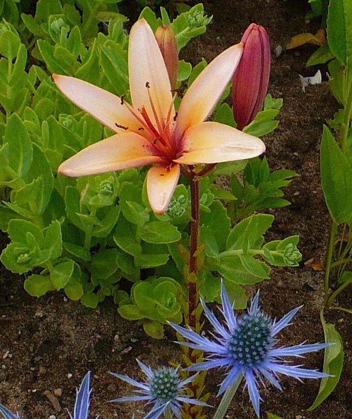 Photo of Lily (Lilium 'Corsica') uploaded by HemNorth