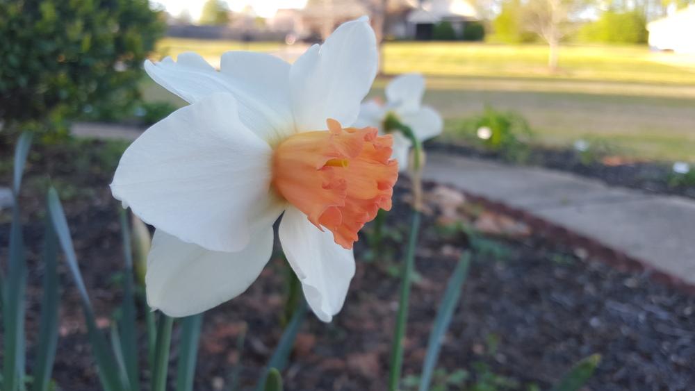 Photo of Large Cupped Daffodil (Narcissus 'Cool Flame') uploaded by Jessie6162