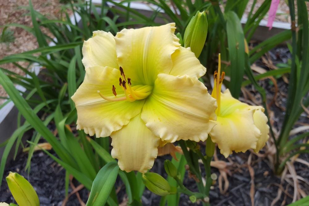 Photo of Daylily (Hemerocallis 'Almost All Green') uploaded by Jessie6162