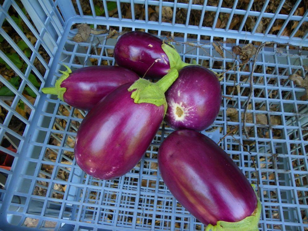 Photo of Eggplant (Solanum melongena 'Amethyst') uploaded by Newyorkrita