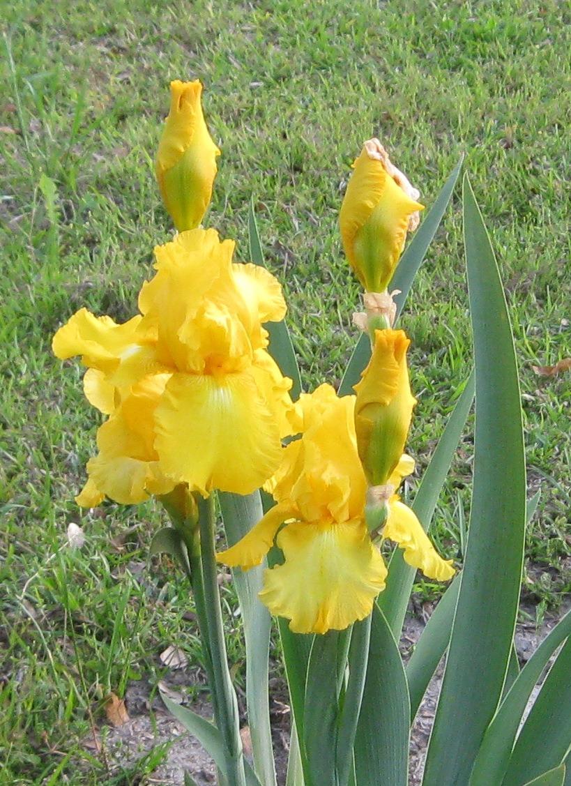 Photo of Tall Bearded Iris (Iris 'Well Endowed') uploaded by QHBarbie