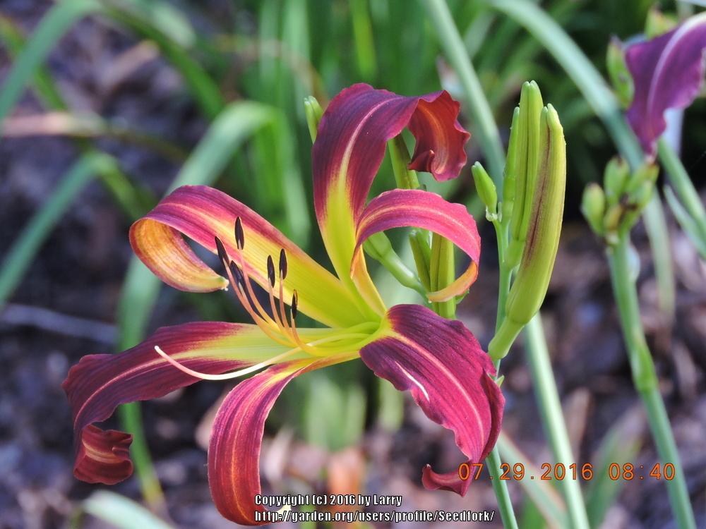 Photo of Daylily (Hemerocallis 'Red Ribbons') uploaded by Seedfork