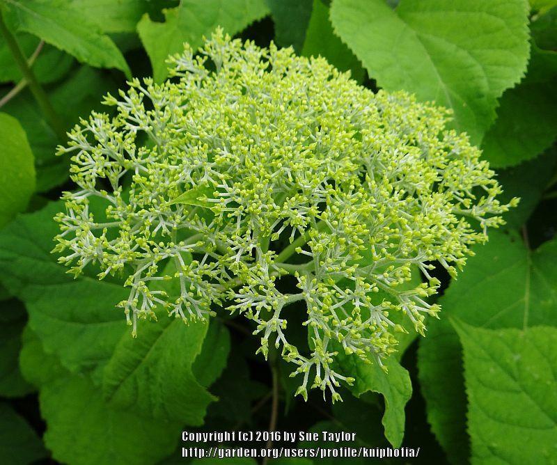 Photo of Smooth Hydrangea (Hydrangea arborescens 'Annabelle') uploaded by kniphofia