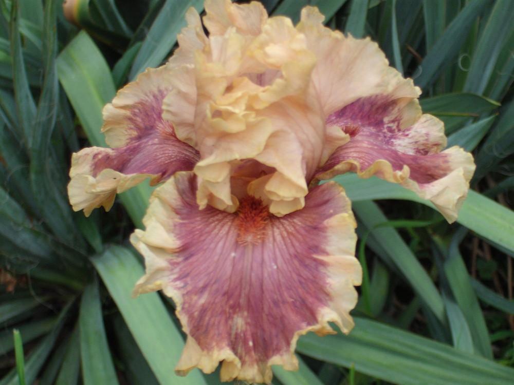 Photo of Tall Bearded Iris (Iris 'Painted Words') uploaded by pasla3