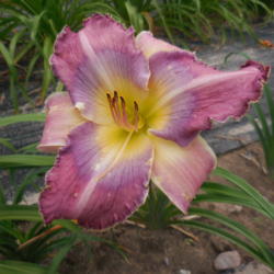 Location: Currie's Daylily Farm
Date: 2016-07-28
Was purchased directly from hybridizer.