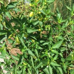 Location: Test garden 
Date: 2016-07-29
This is a Texas Superstar; first year planting;