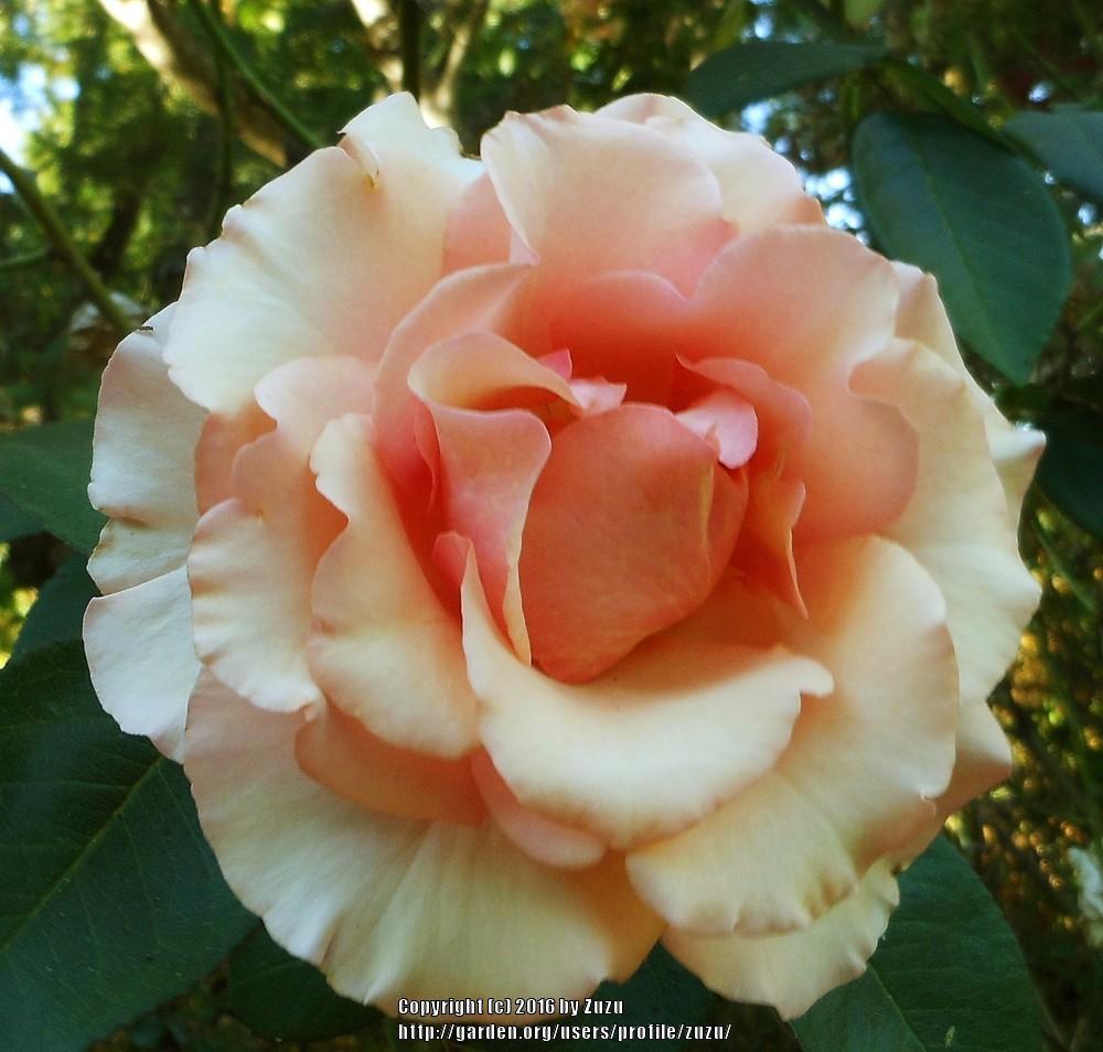 Photo of Rose (Rosa 'Sunstruck') uploaded by zuzu