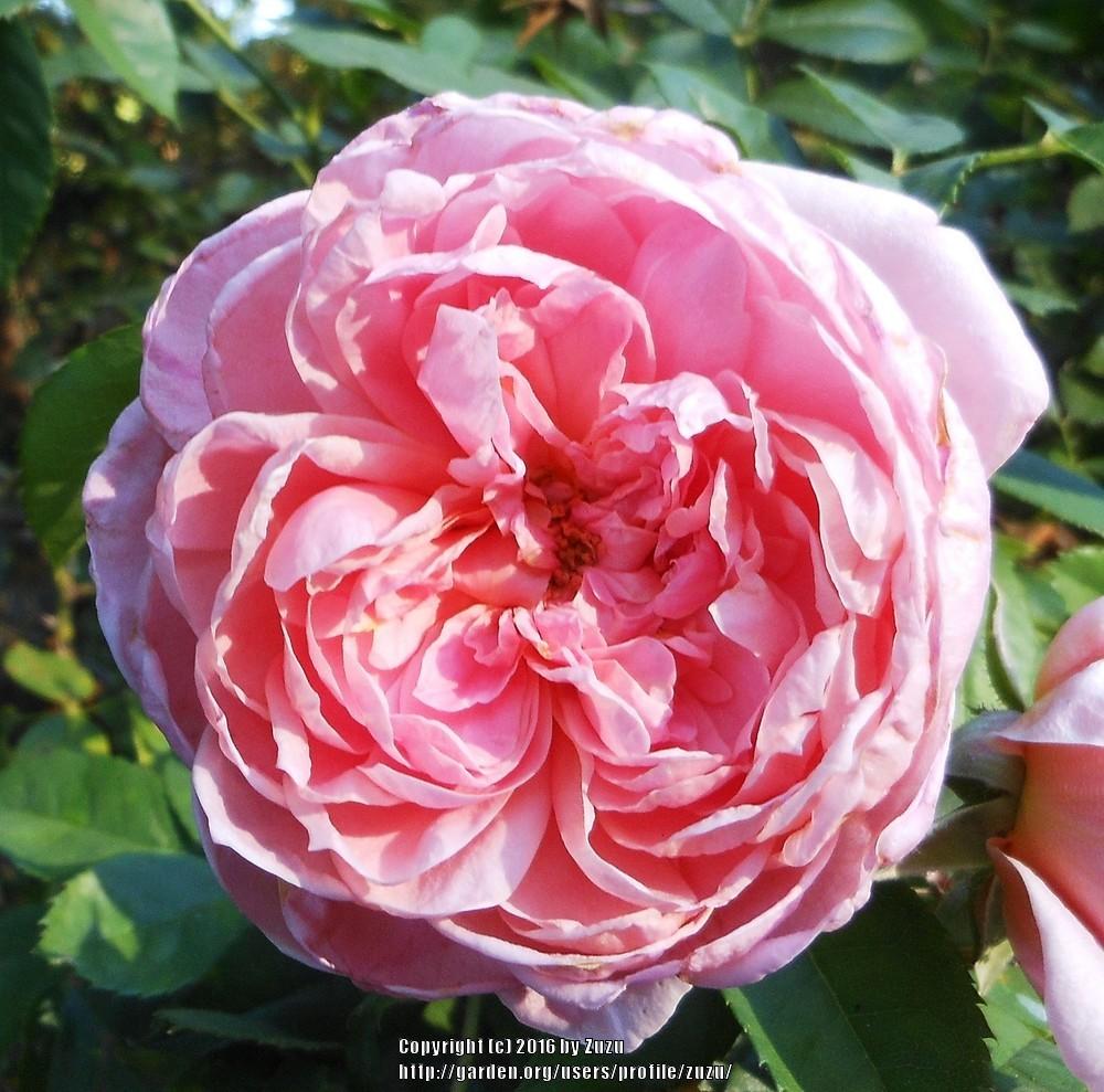 Photo of Rose (Rosa 'Colette') uploaded by zuzu