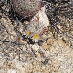 Location: Baja California
Date: 2010-04-02
Bisexual flowers.  Near Cataviña