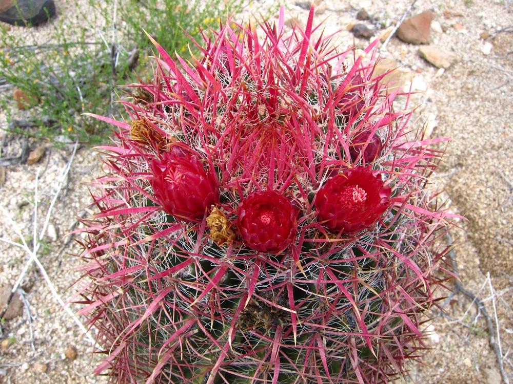 Photo of Fire Barrel Cactus (Ferocactus gracilis) uploaded by Baja_Costero