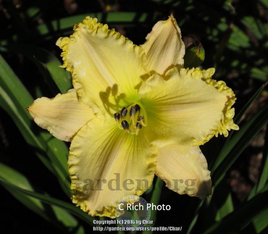 Photo of Daylily (Hemerocallis 'See Me-Feel Me-Touch Me') uploaded by Char