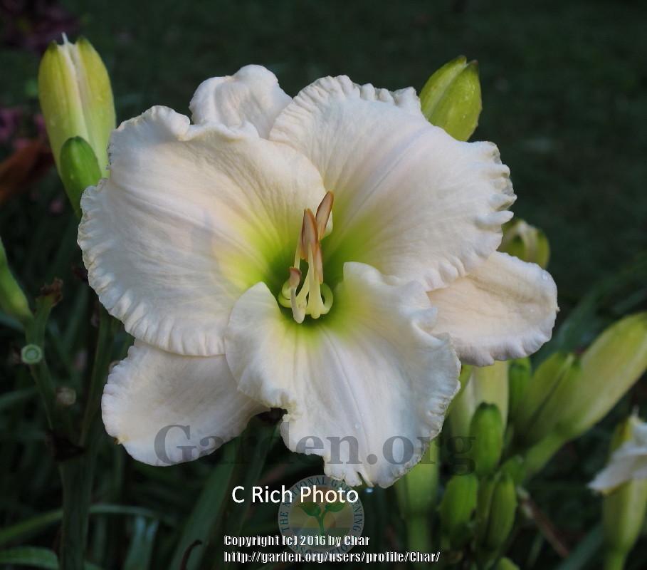 Photo of Daylily (Hemerocallis 'Whiter Shade') uploaded by Char