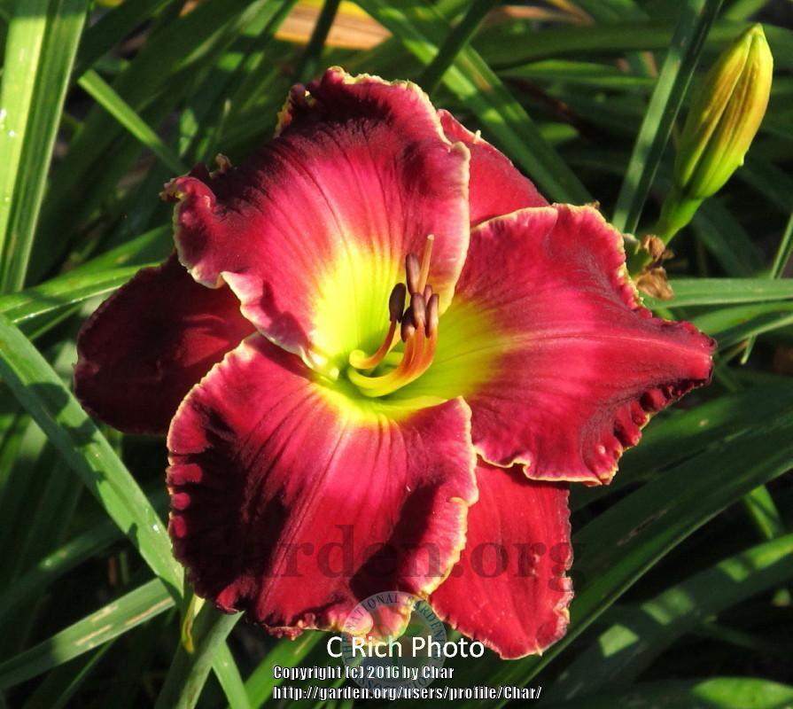 Photo of Daylily (Hemerocallis 'Cimarron Rose') uploaded by Char