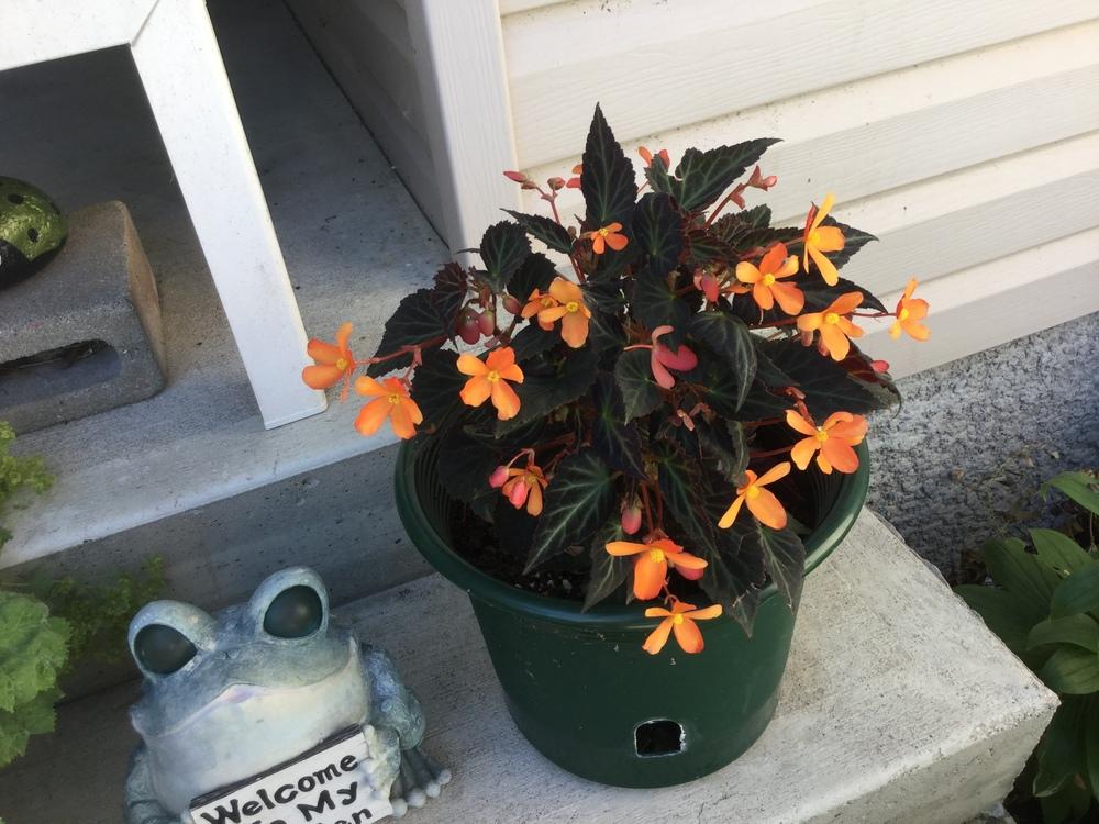 Photo of Begonia Sparks Will Fly uploaded by DebbieC