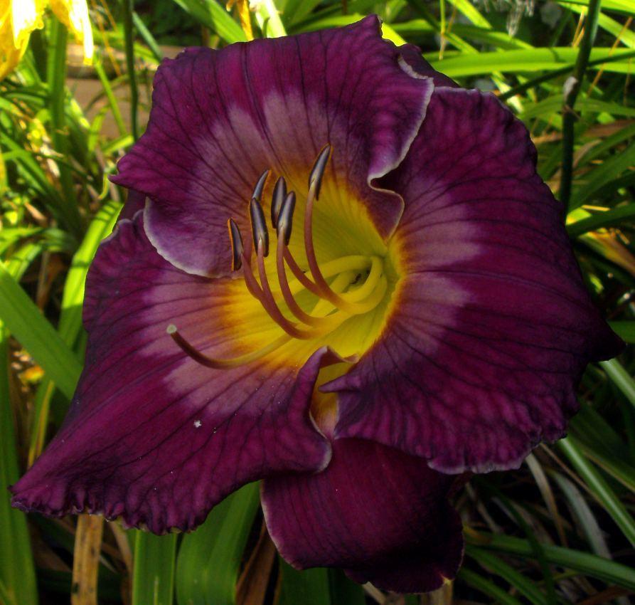 Photo of Daylily (Hemerocallis 'The King is Coming') uploaded by Heart2Heart