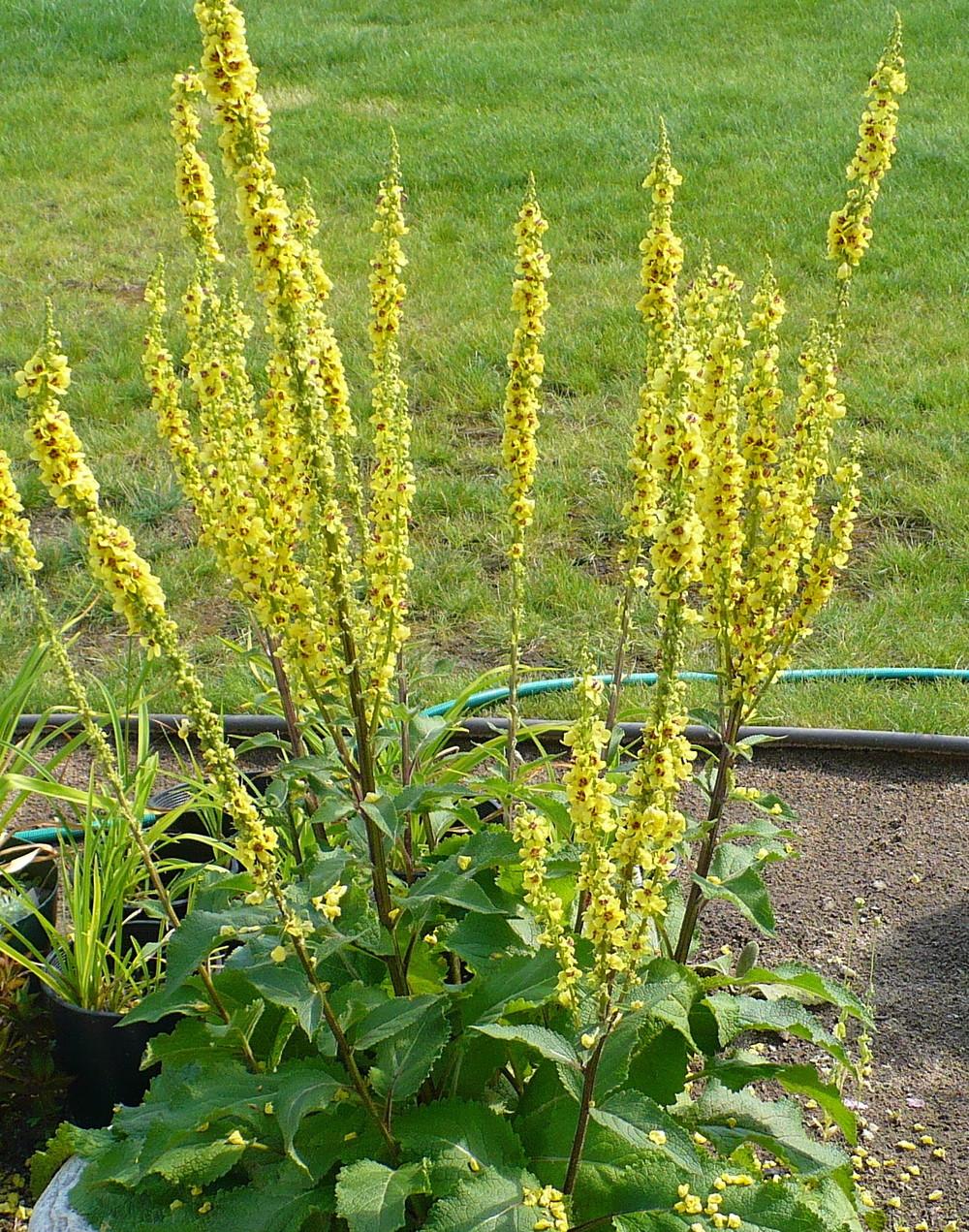 Photo of Nettle-Leaved Mullein (Verbascum chaixii 'Sixteen Candles') uploaded by HemNorth