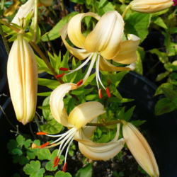 Location: Nora's Garden - Castlegar BC
Date: 2012-07-15
 4:49 pm. The lily petals arch so beautifully, in contrast to the