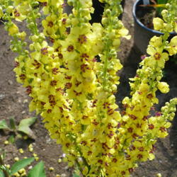 Location: Nora's Garden - Castlegar BC
Date: 2012-07-15
 4:32 pm. A fascinating progression of constant bloom.