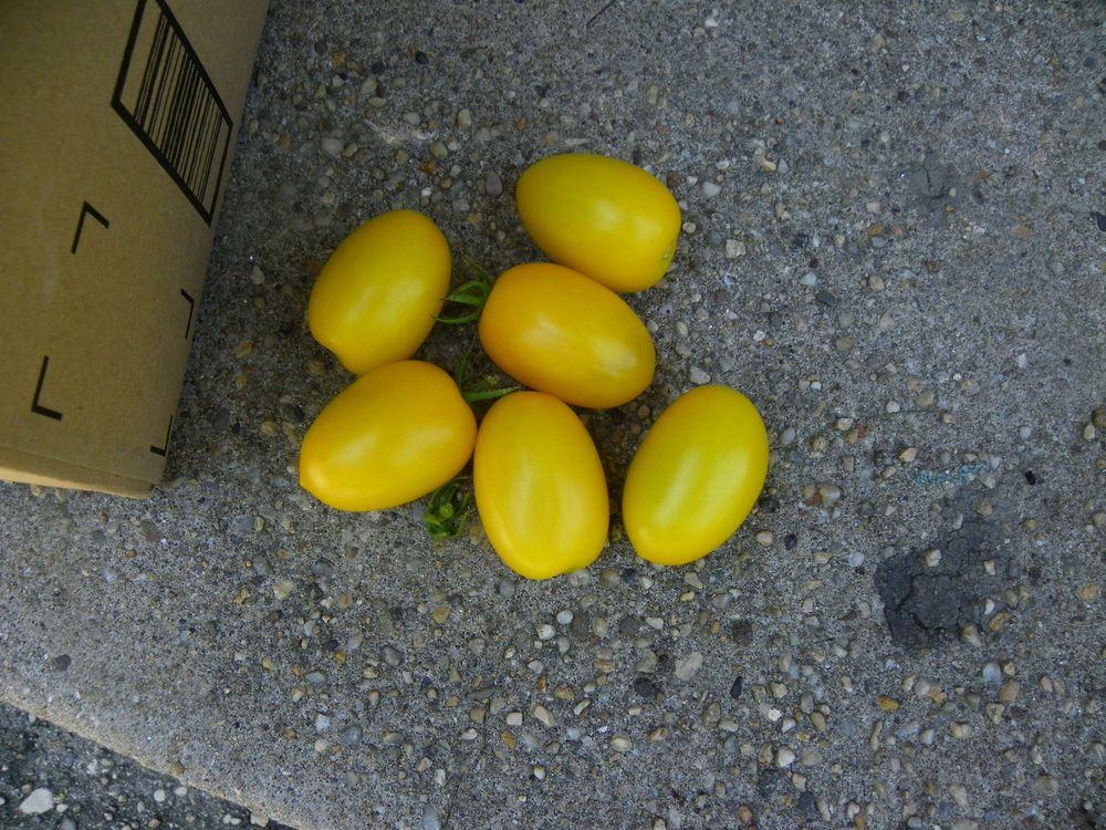 Photo of Tomato (Solanum lycopersicum 'Golden Rave') uploaded by Newyorkrita