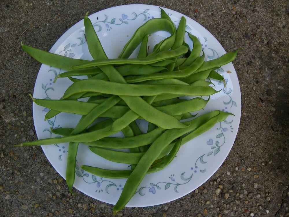 Photo of Common Bean (Phaseolus vulgaris 'Northeaster') uploaded by Newyorkrita
