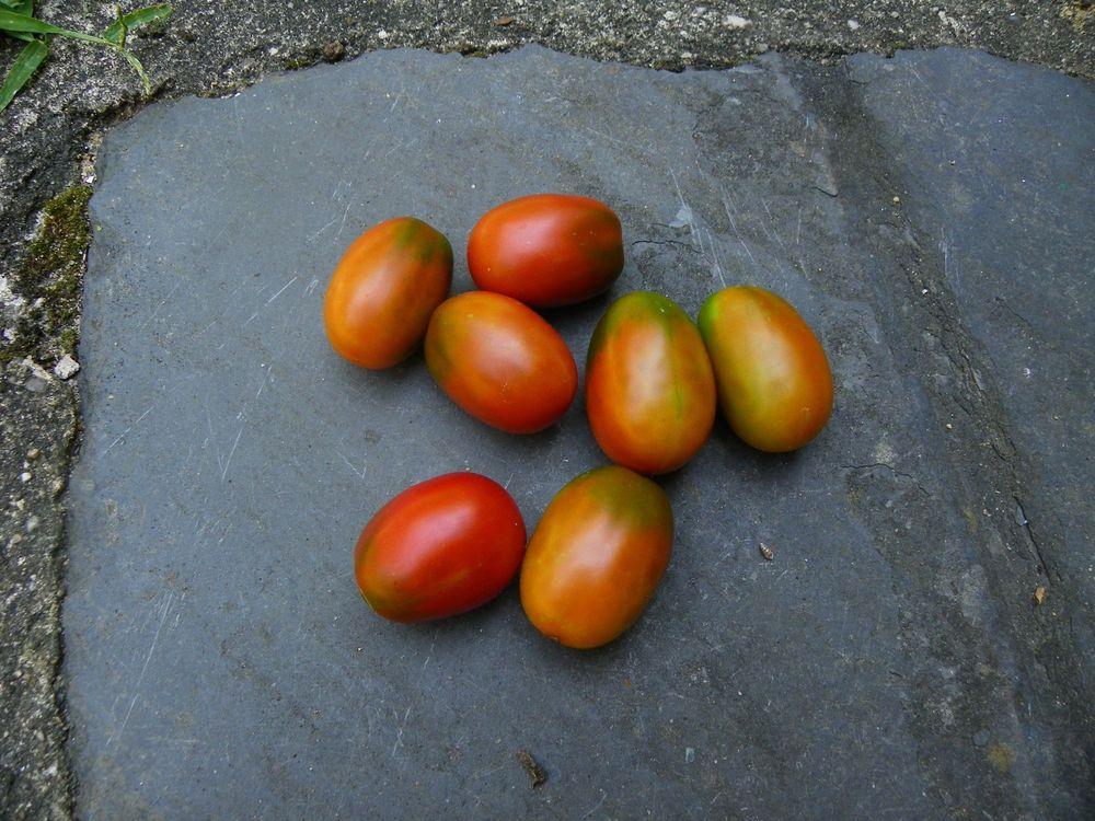 Photo of Tomato (Solanum lycopersicum 'Black Plum') uploaded by Newyorkrita