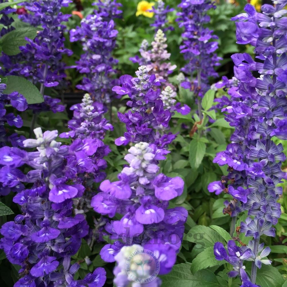 Photo of Mealycup Sage (Salvia farinacea 'Victoria Blue') uploaded by Patty