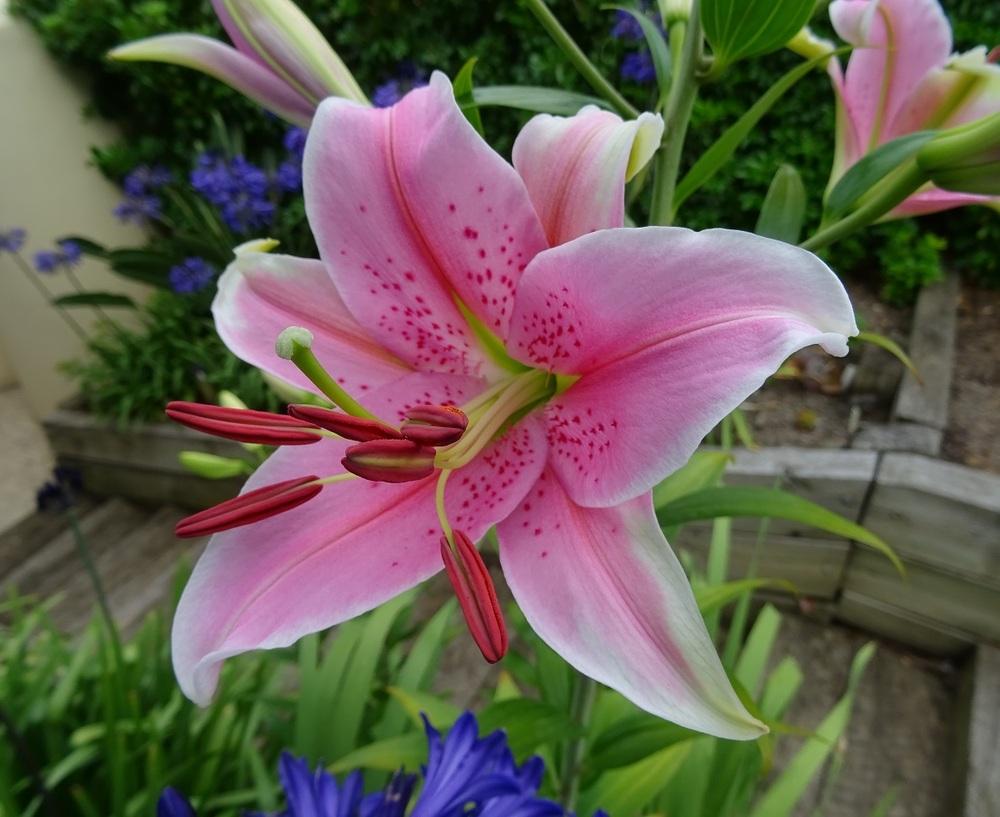 Photo of Lily (Lilium 'Acapulco') uploaded by Totally_Amazing