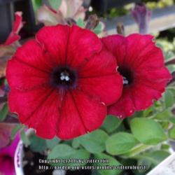 Location: Southern States in Frederick MD
Date: 2016-04-23
aptly named deep cherry red with dark detailing