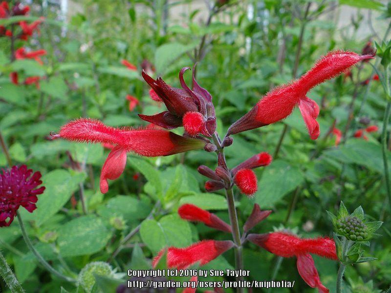 Photo of Mexican Red Sage (Salvia fulgens) uploaded by kniphofia