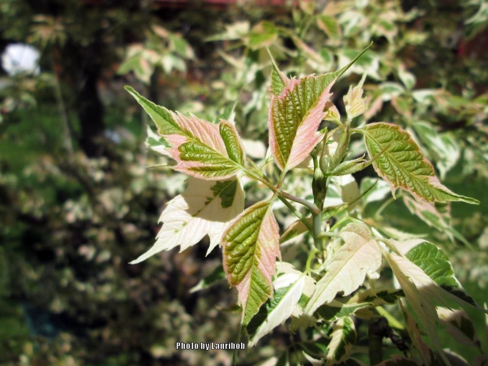 Photo of Ash-Leaved Maple (Acer negundo 'Flamingo') uploaded by lauribob