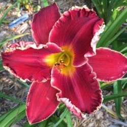 Location: my zone 5 garden
Date: 2016-07-28
the last of my daylily blooms