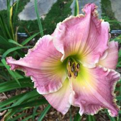 Location: my zone 5 garden
Date: 2016-07-29
Last bloom