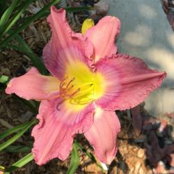 Location: my zone 5 garden
Date: 2016-07-28
The last of my blooms this year...