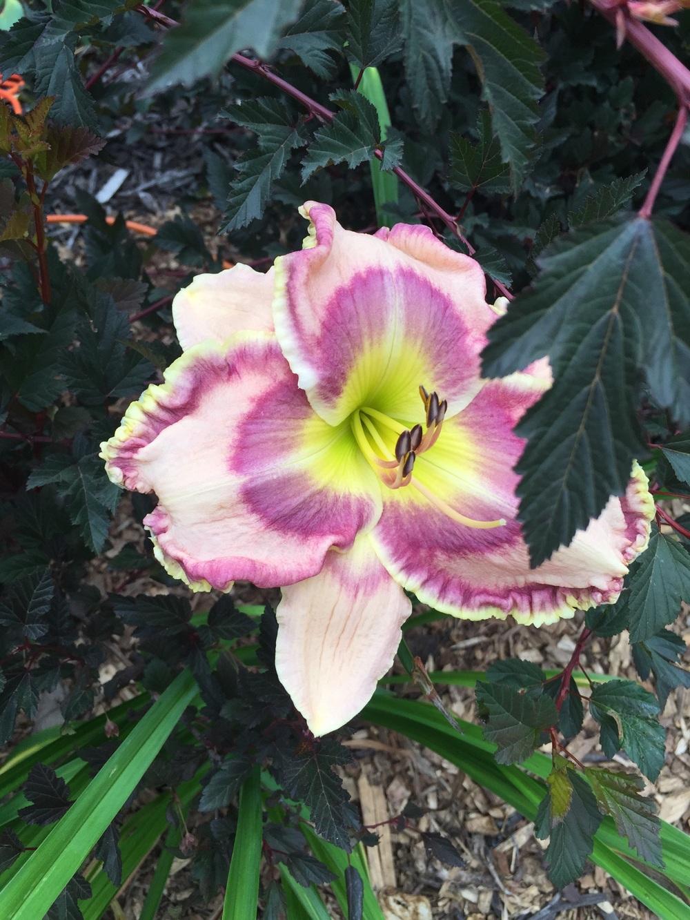 Photo of Daylily (Hemerocallis 'Count Your Assets') uploaded by Legalily