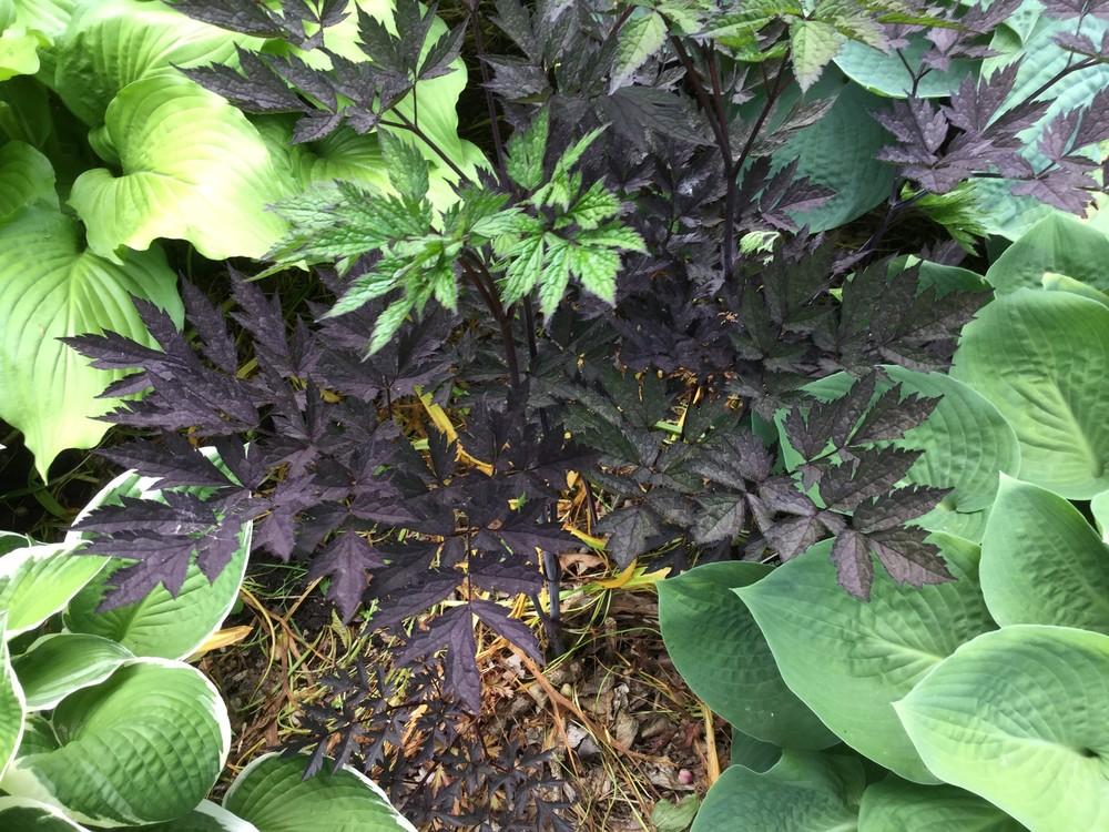 Photo of Bugbane (Actaea simplex 'Hillside Black Beauty') uploaded by LizinElizabeth