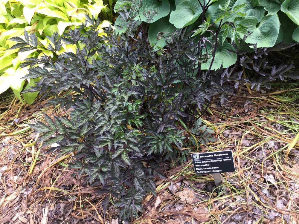 Photo of Black Cohosh (Actaea simplex 'Brunette') uploaded by LizinElizabeth