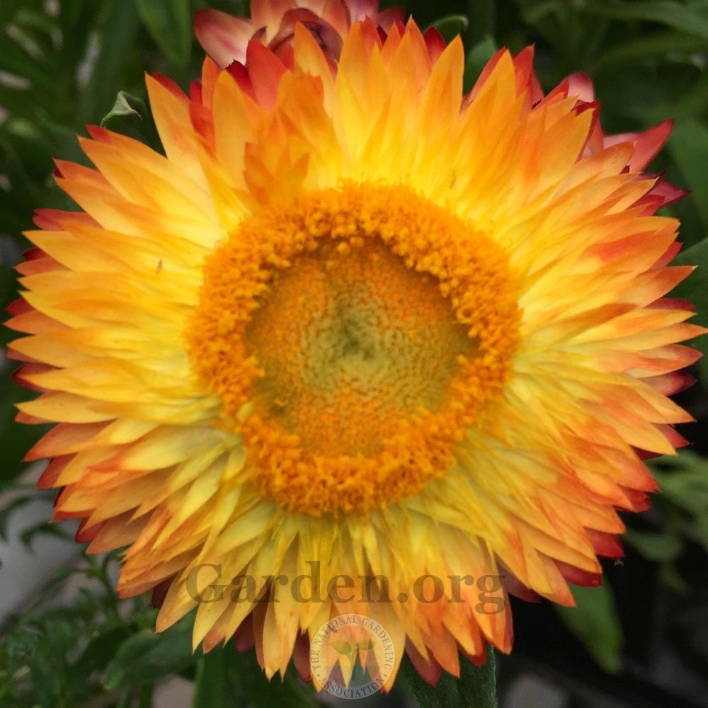Photo of Straw Flower (Xerochrysum bracteatum Mohave™ Apricot) uploaded by Patty