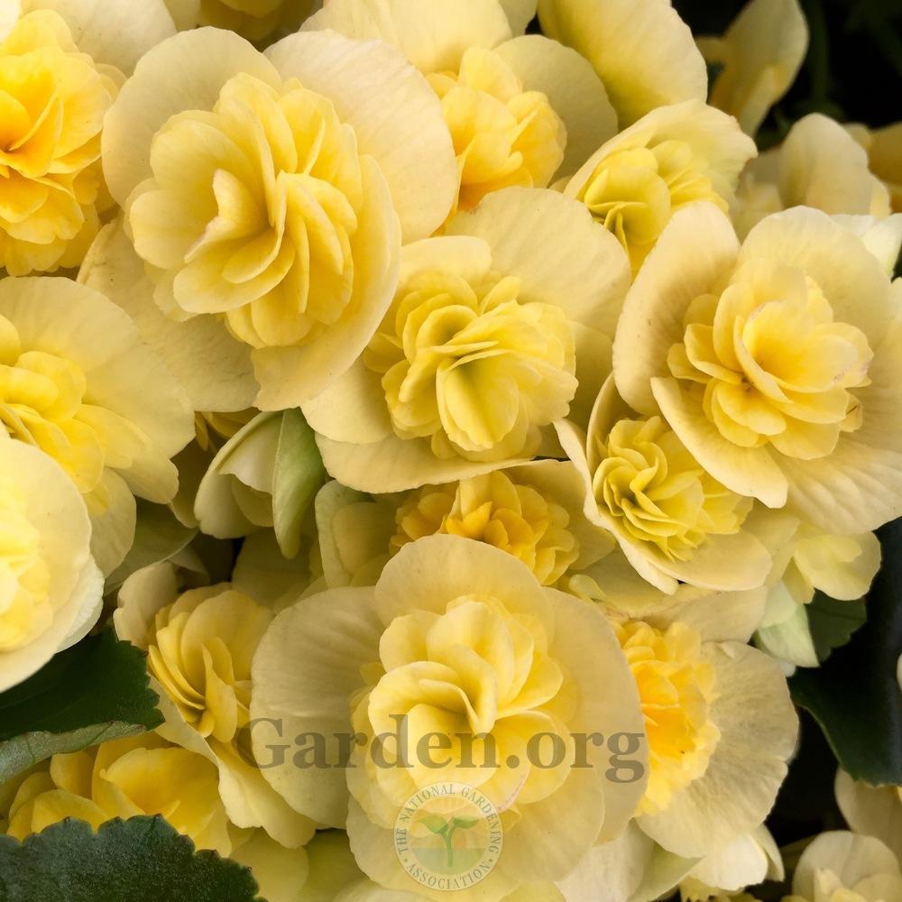 Photo of Begonia 'Little Yellow Edith' uploaded by Patty