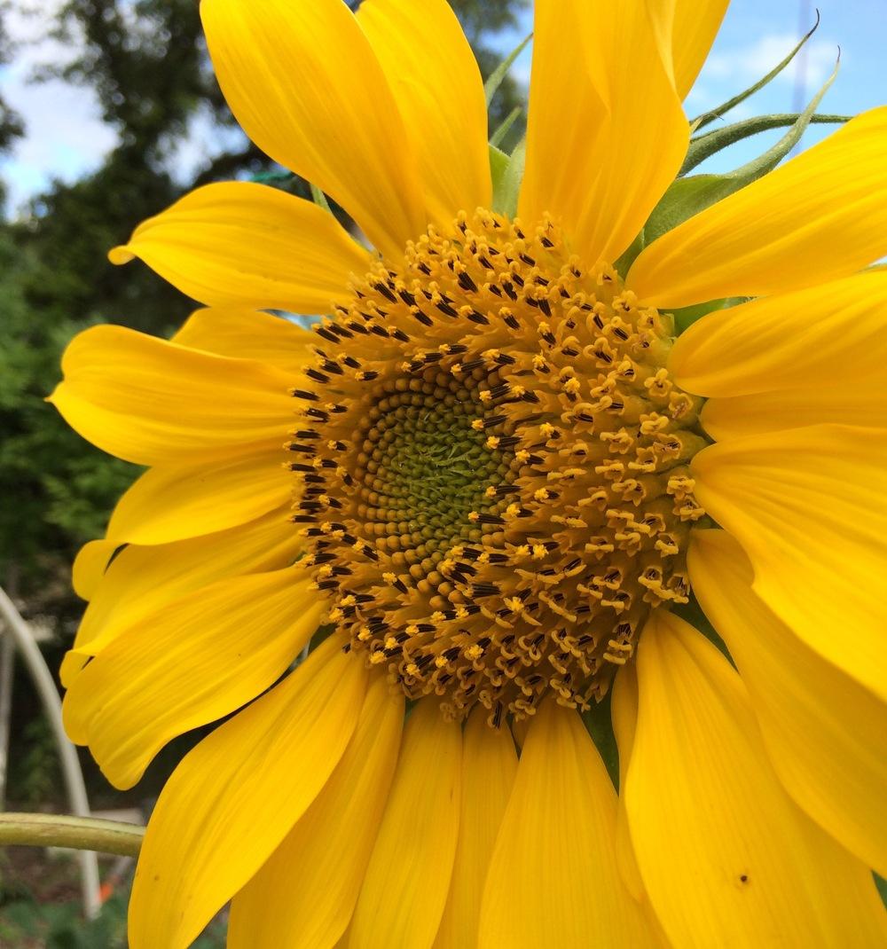 Photo of Sunflower (Helianthus annuus 'Mammoth') uploaded by Rocks2Blooms