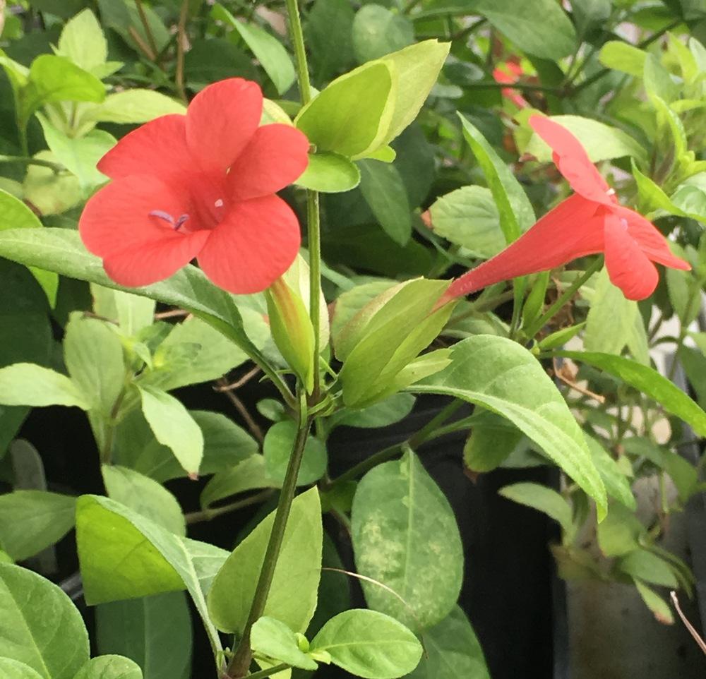 Photo of Coral-Creeper (Barleria repens) uploaded by Rocks2Blooms