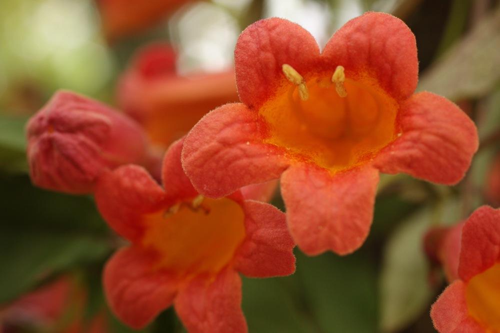 Photo of Crossvine (Bignonia capreolata 'Tangerine Beauty') uploaded by Rocks2Blooms