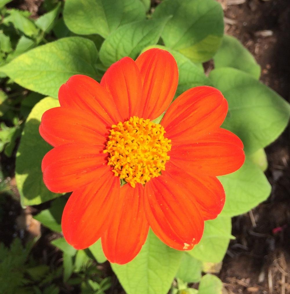 Photo of Mexican Sunflower (Tithonia rotundifolia 'Torch') uploaded by Rocks2Blooms