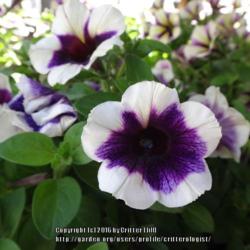Location: Southern States in Frederick MD
Date: 2016-04-23
Deep purple centers lighten to blue-violet in older flowers, but 