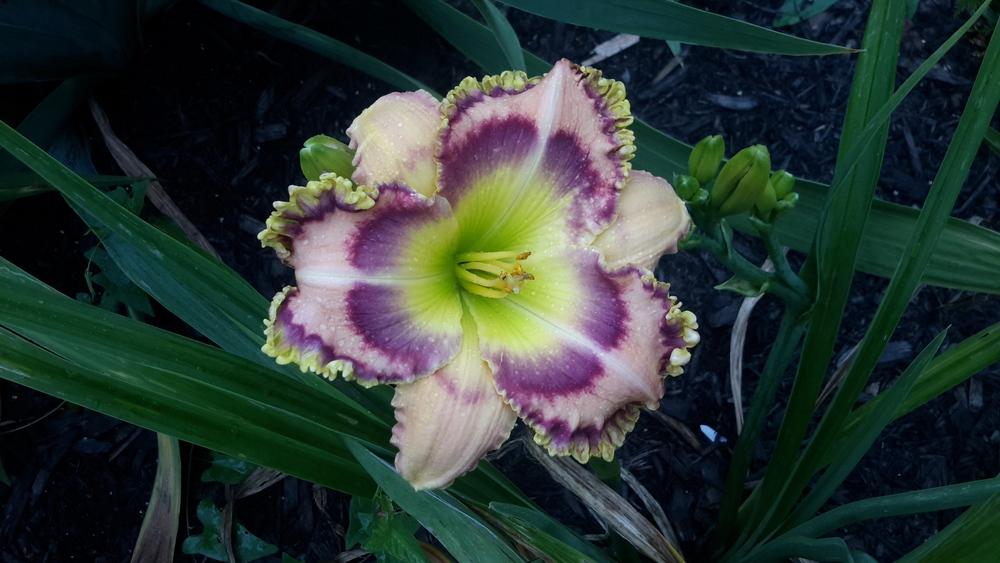 Photo of Daylily (Hemerocallis 'Moses in the Bulrushes') uploaded by dogwalker